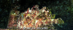 Commerson's Frogfish by Nicole Shrader 